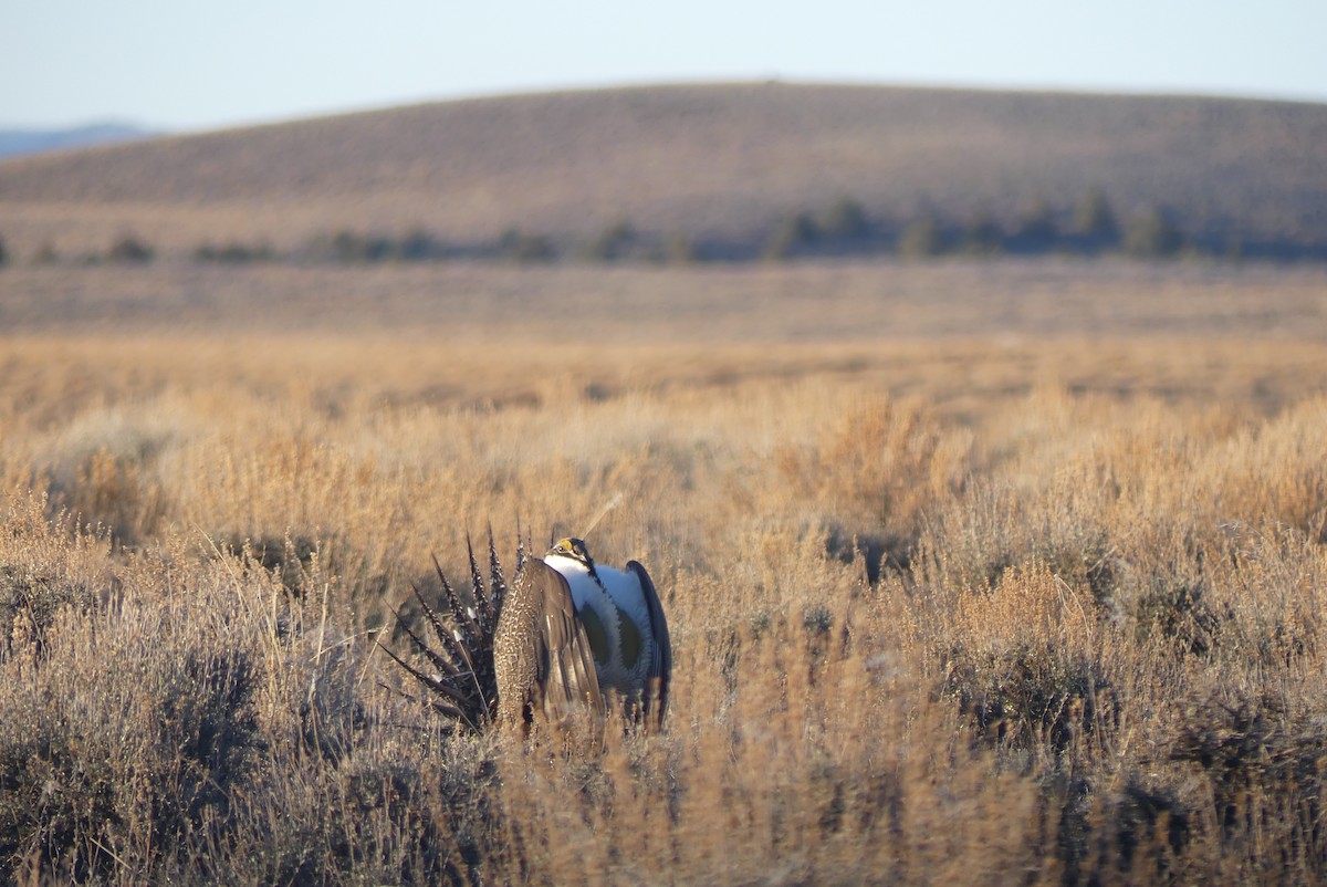 Greater Sage-Grouse - ML617398880