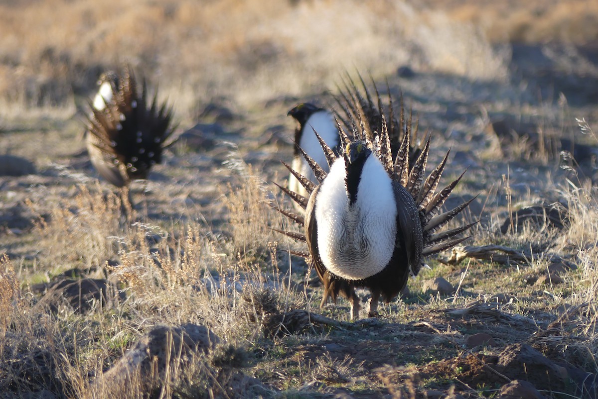 Greater Sage-Grouse - ML617398907