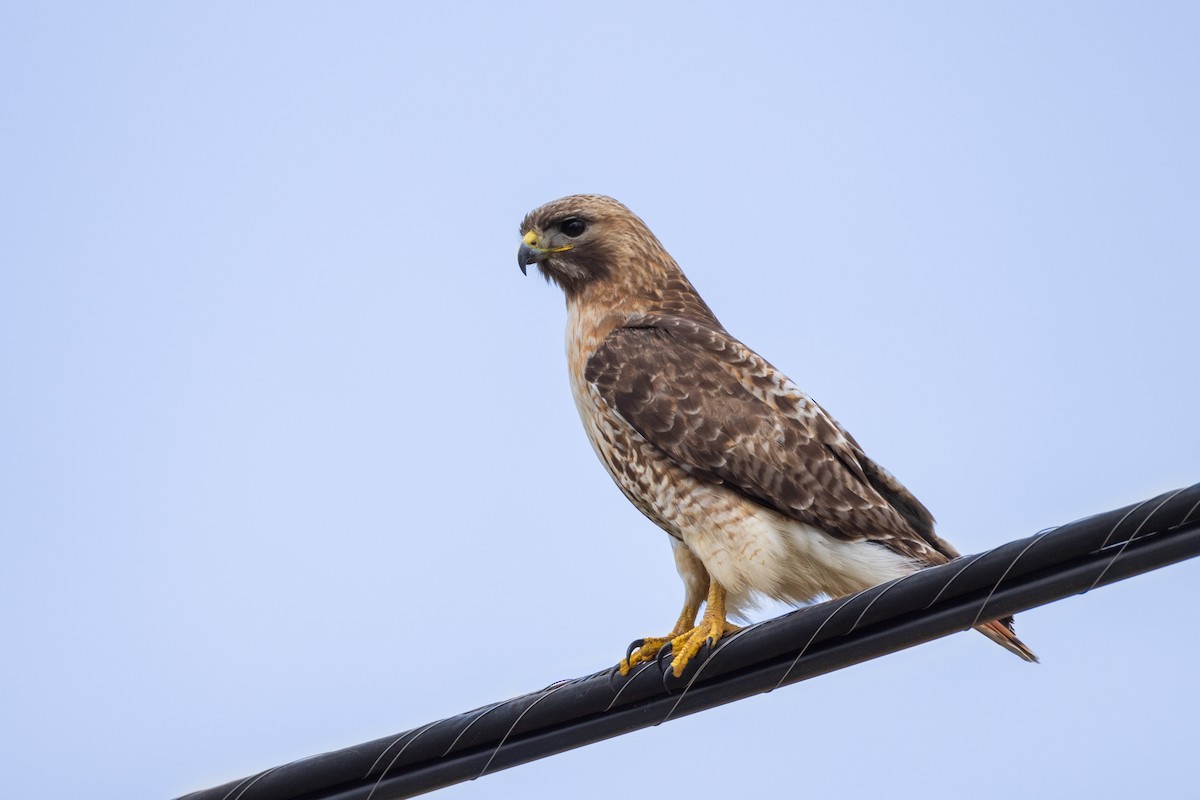 Red-tailed Hawk - ML617398914