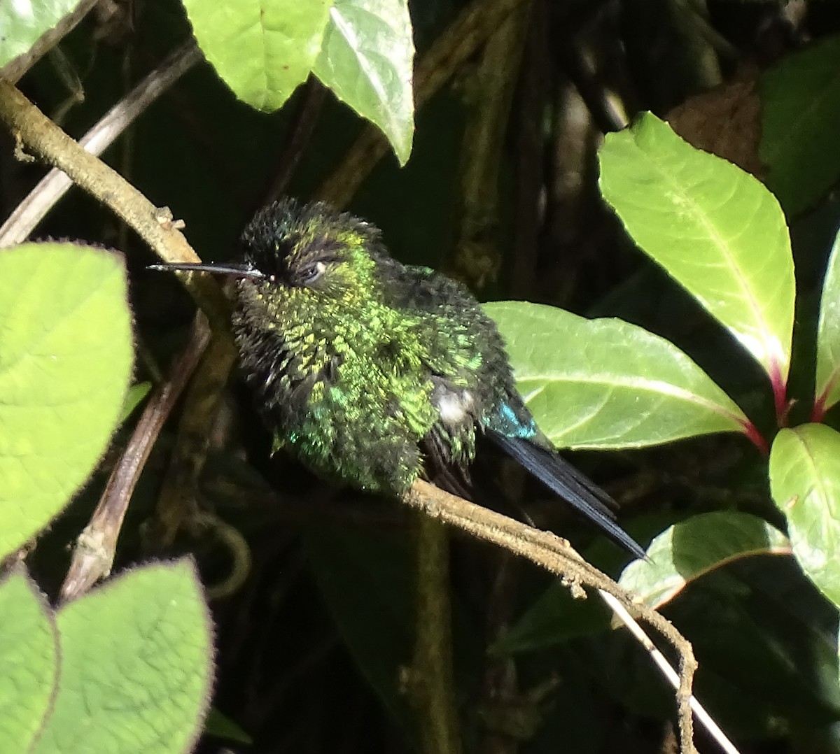 Fiery-throated Hummingbird - ML617398917