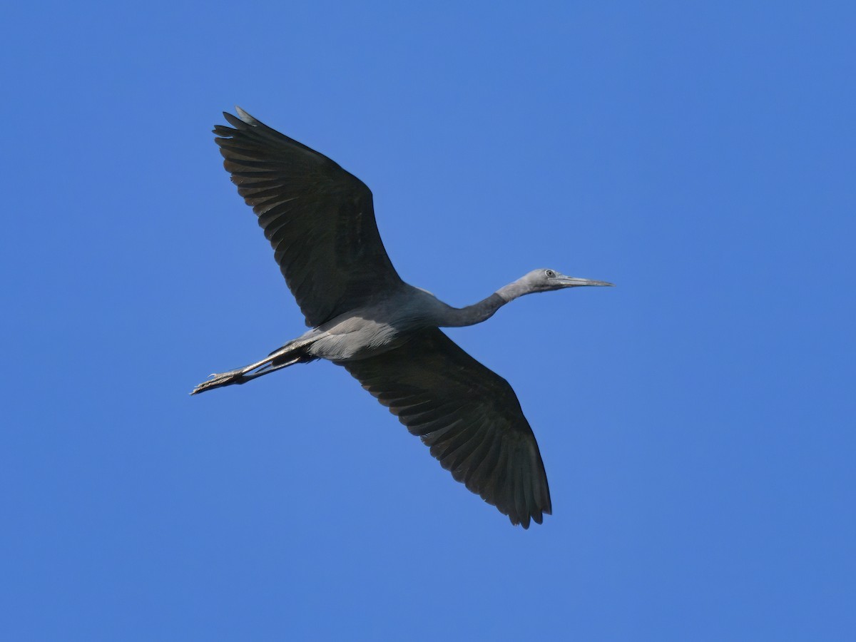 Little Blue Heron - ML617398922