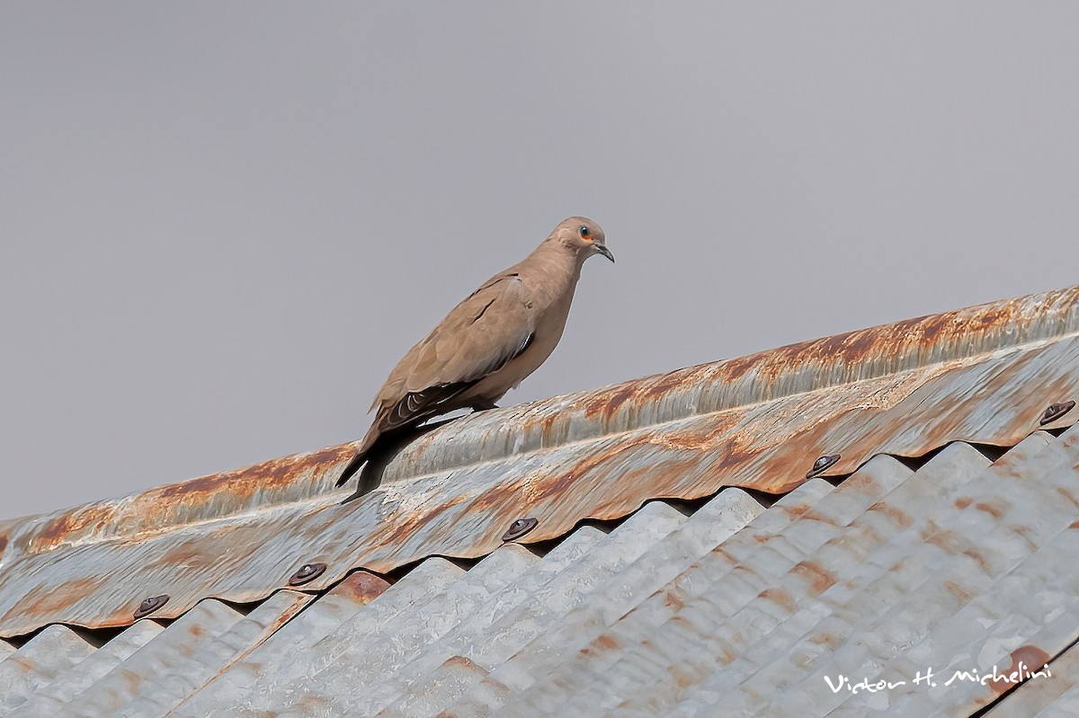 Black-winged Ground Dove - ML617398923