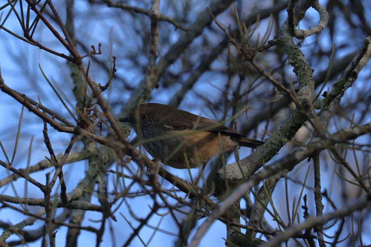 Brown Thornbill - ML617398924