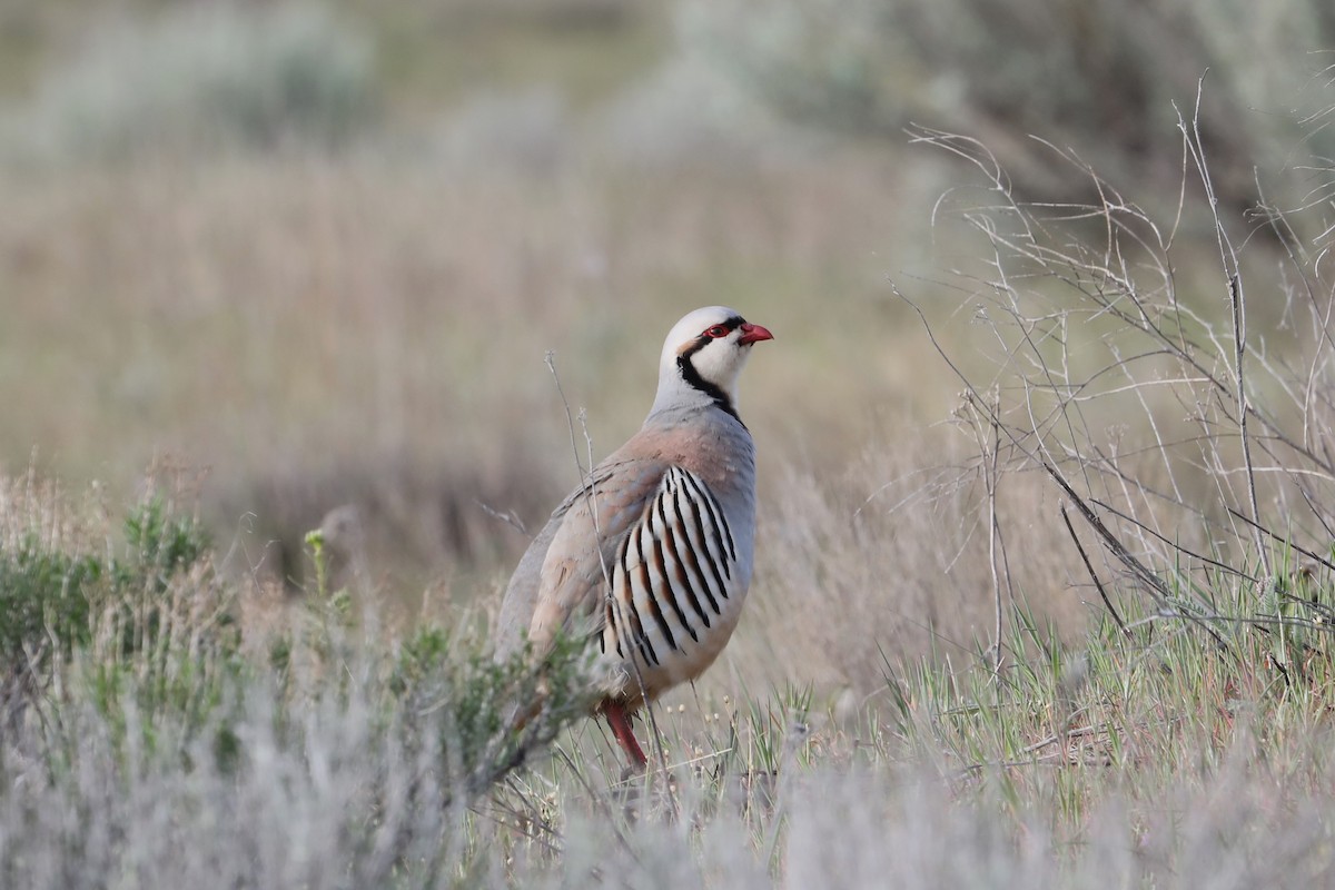 Chukar - ML617398926