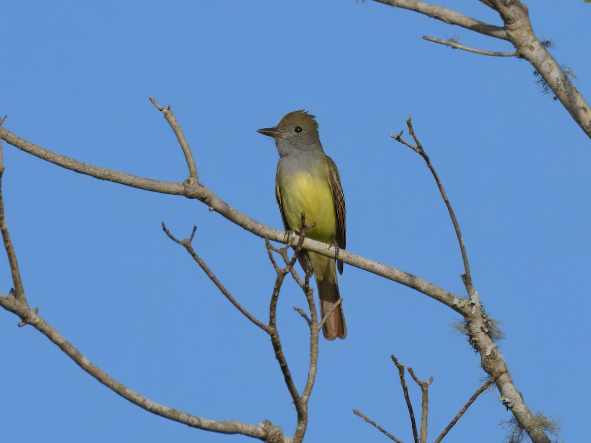 Great Crested Flycatcher - ML617398937