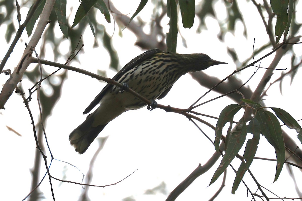 Olive-backed Oriole - ML617398960