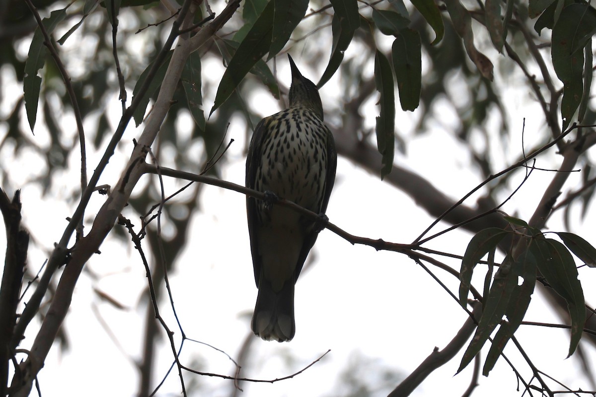 Olive-backed Oriole - ML617398961