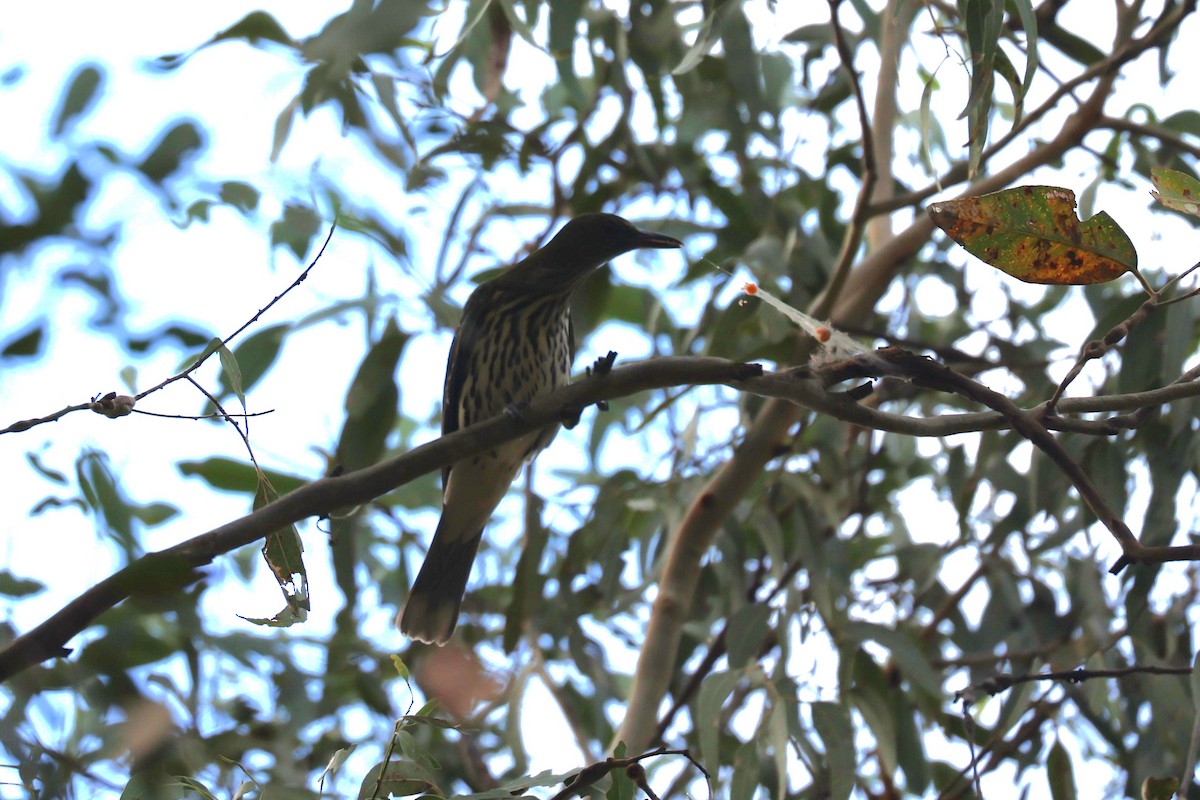 Olive-backed Oriole - ML617398962