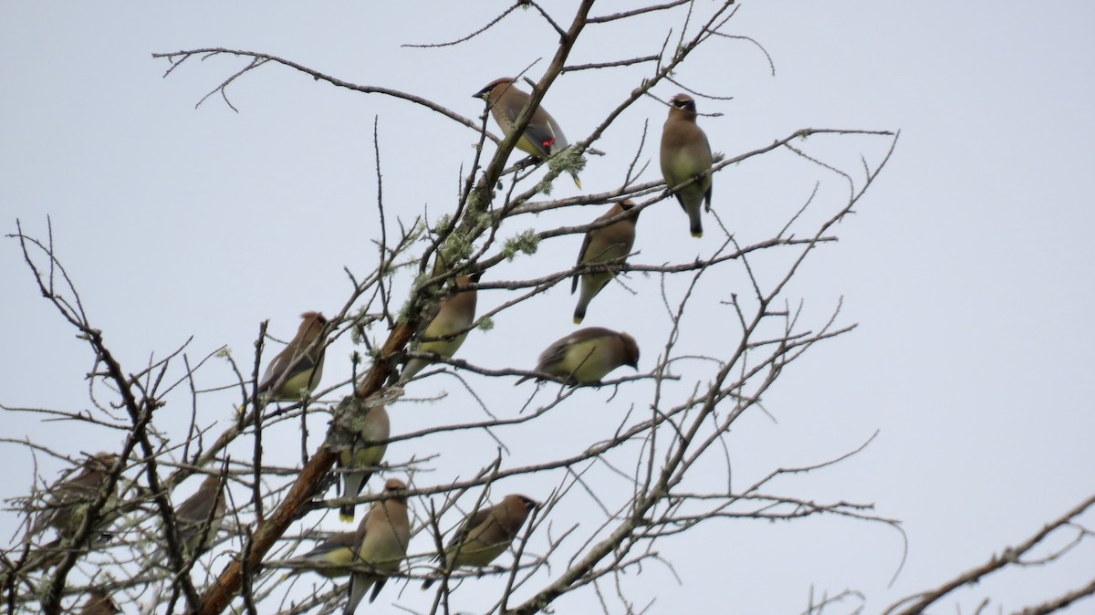 Cedar Waxwing - Petra Clayton