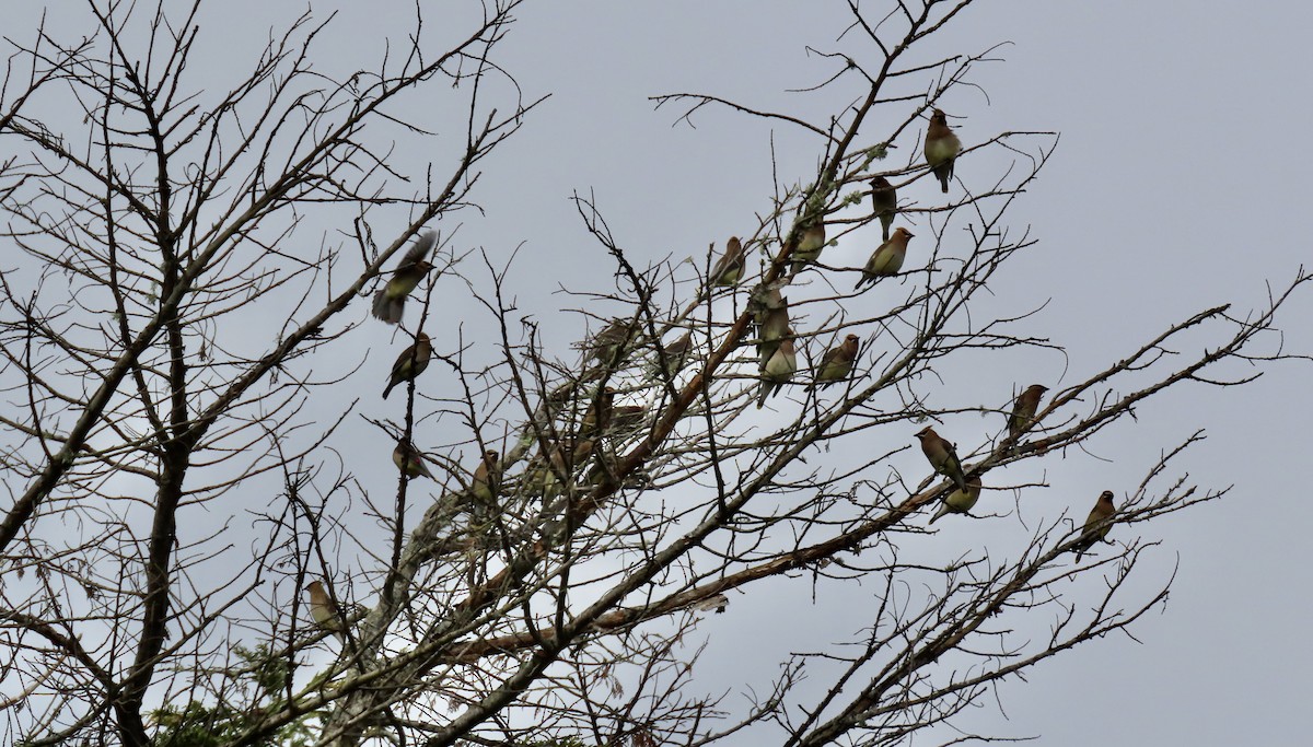 Cedar Waxwing - ML617398985