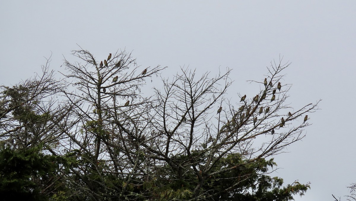 Cedar Waxwing - Petra Clayton