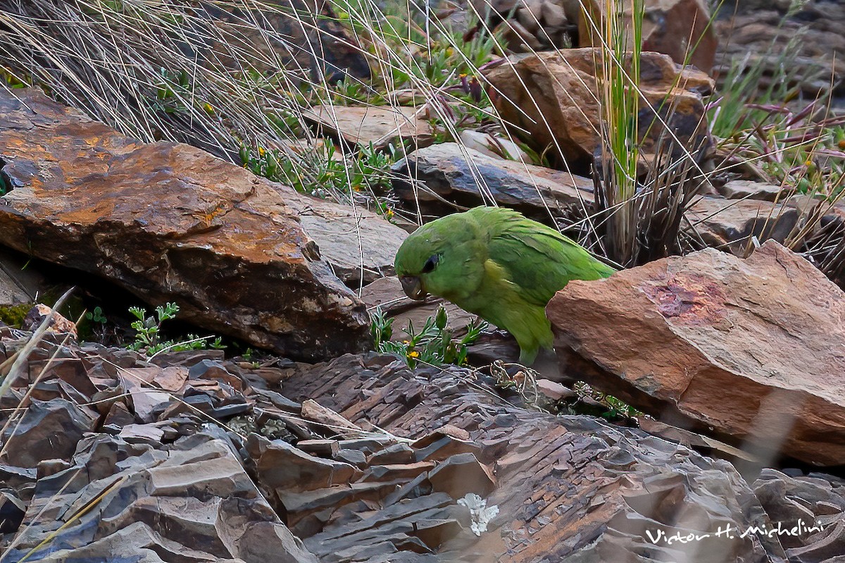 Mountain Parakeet - ML617399015