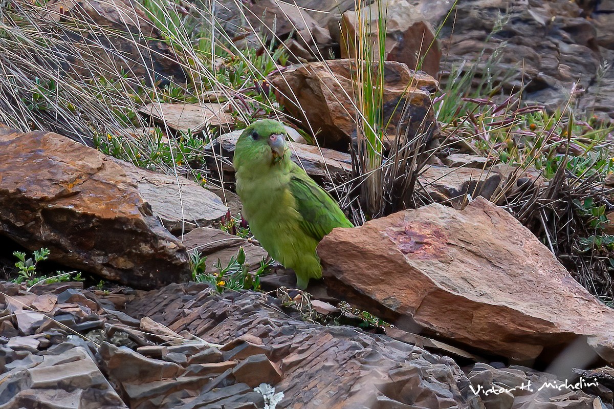 Mountain Parakeet - ML617399016