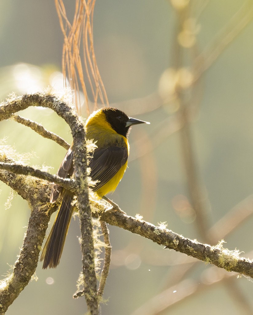 Audubon's Oriole (Dickey's) - ML617399018