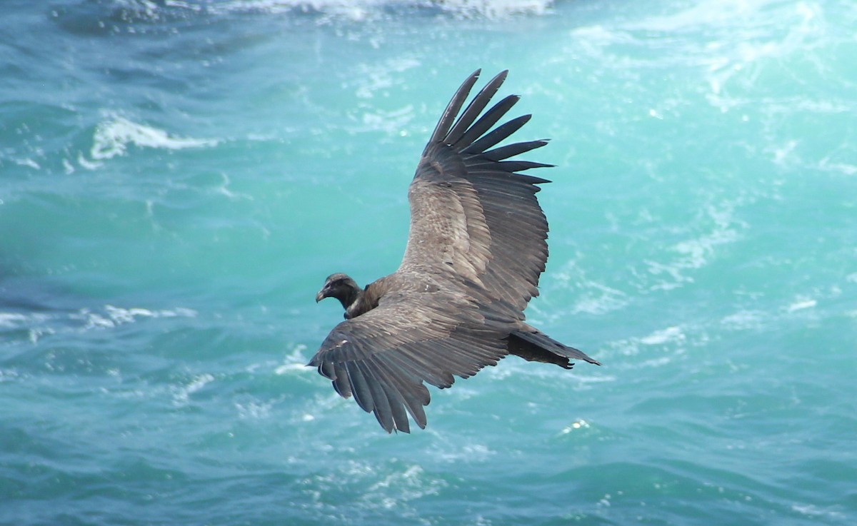 Andean Condor - Pierina A. Bermejo