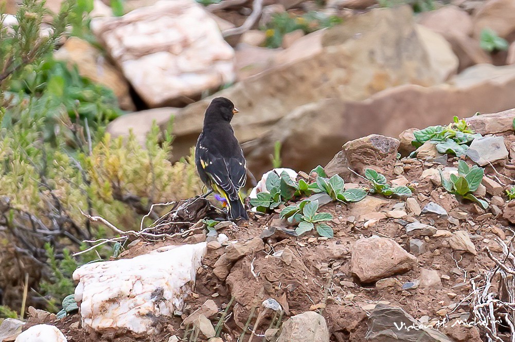 Black Siskin - ML617399034