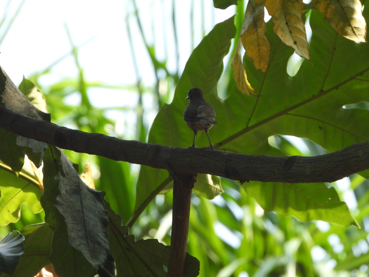 Clay-colored Thrush - Henry Griffin