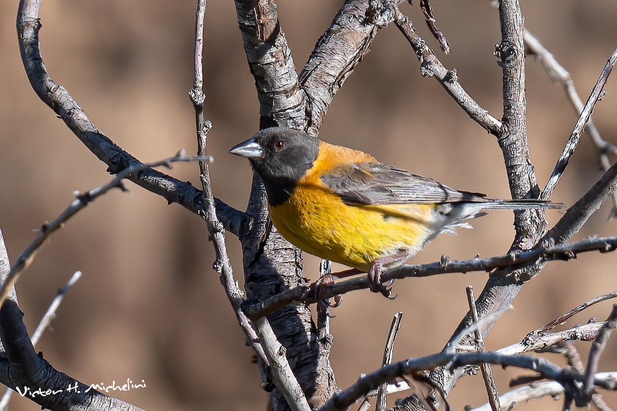 Black-hooded Sierra Finch - ML617399046