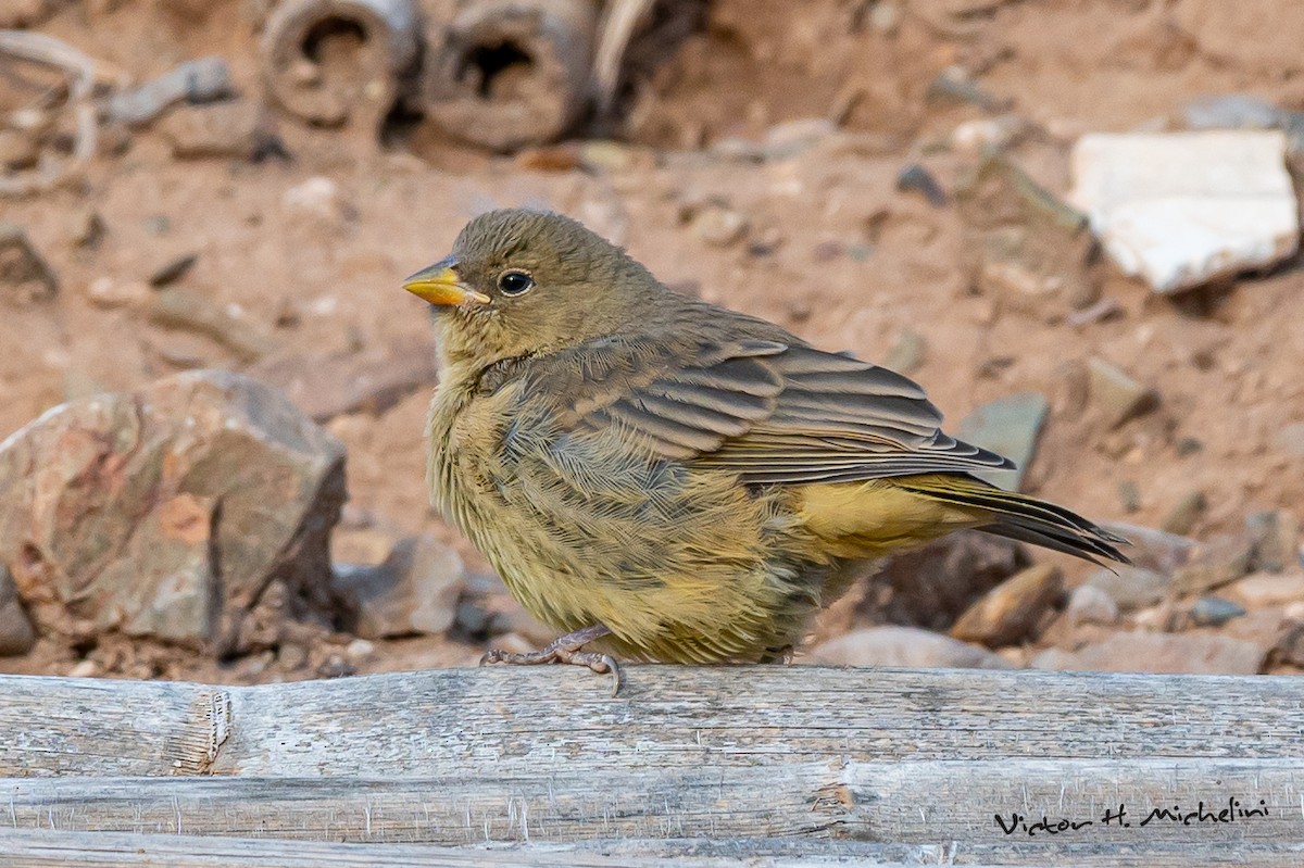 Greenish Yellow-Finch - ML617399058