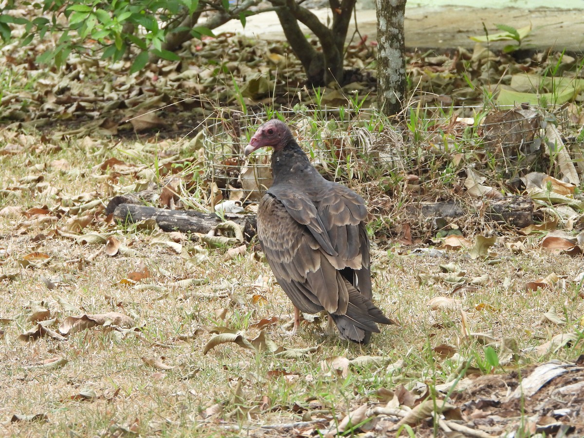 Turkey Vulture - Henry Griffin