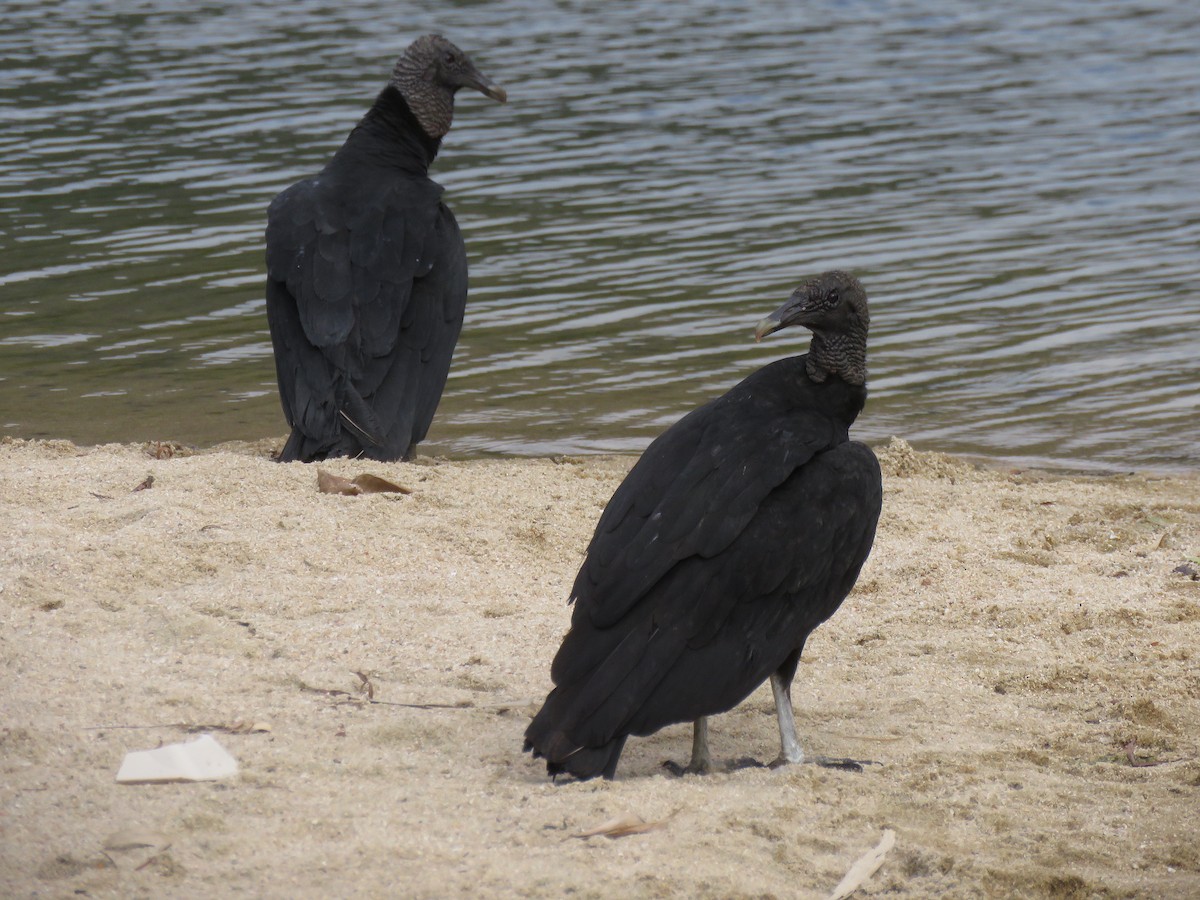 Black Vulture - Andrew Emlen