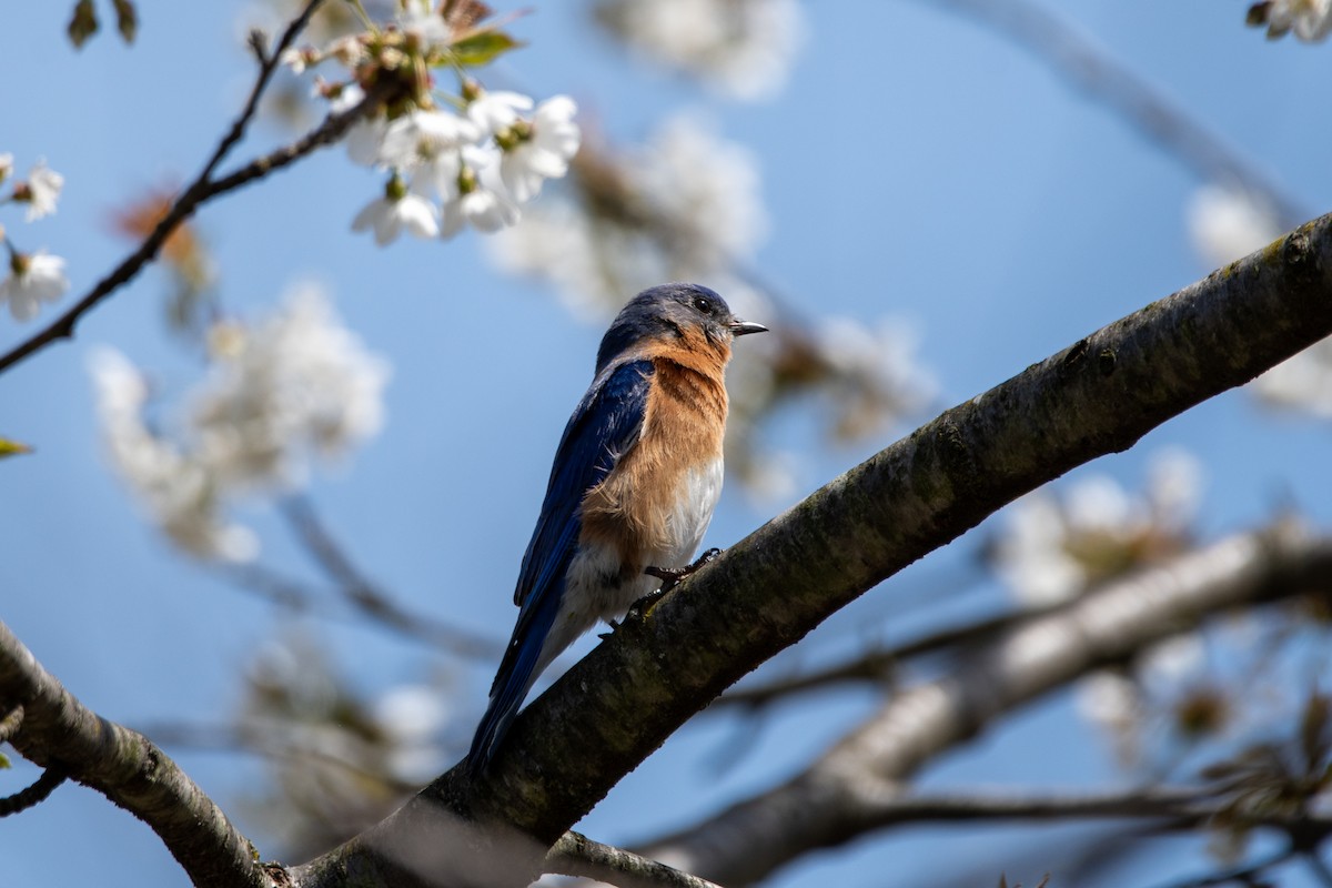 Eastern Bluebird - ML617399129