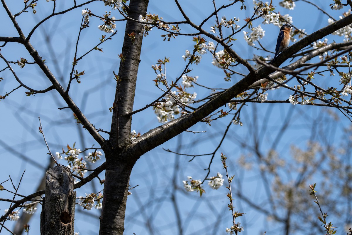 Eastern Bluebird - ML617399130