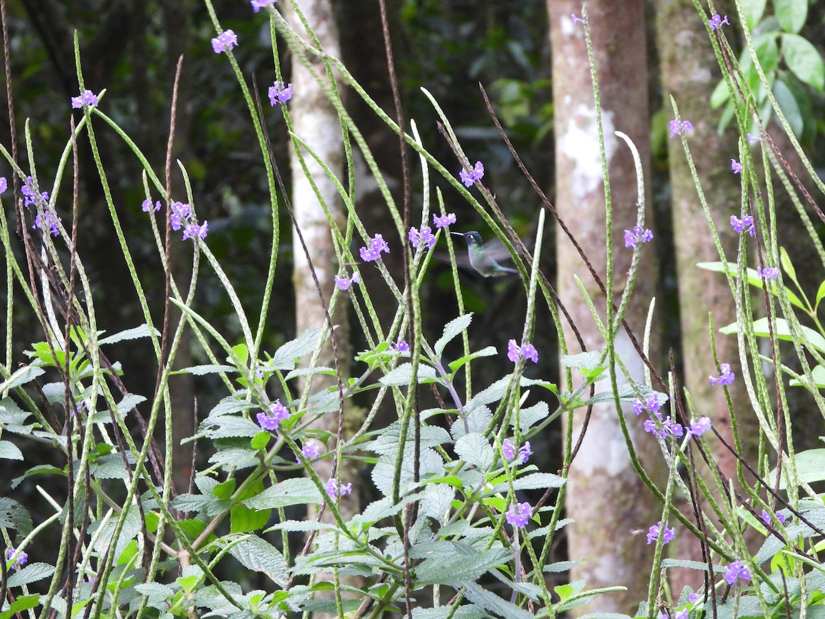 Violet-headed Hummingbird - Henry Griffin