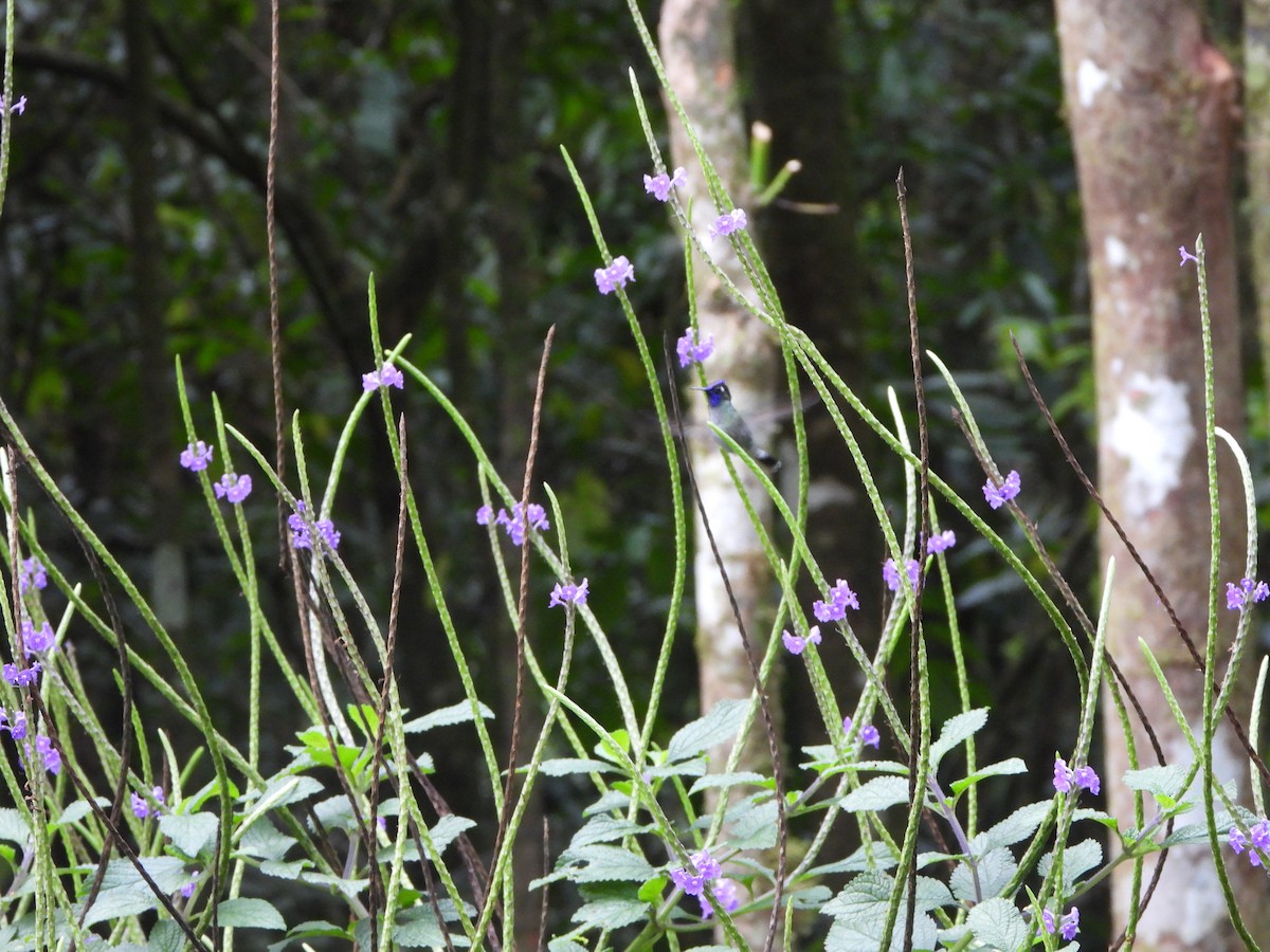 Violet-headed Hummingbird - Henry Griffin