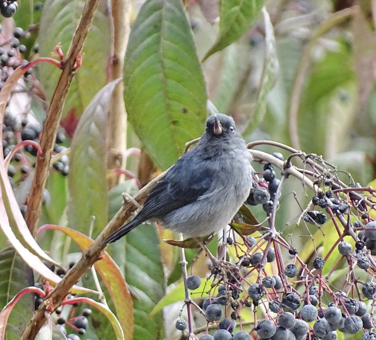 Slaty Flowerpiercer - ML617399144