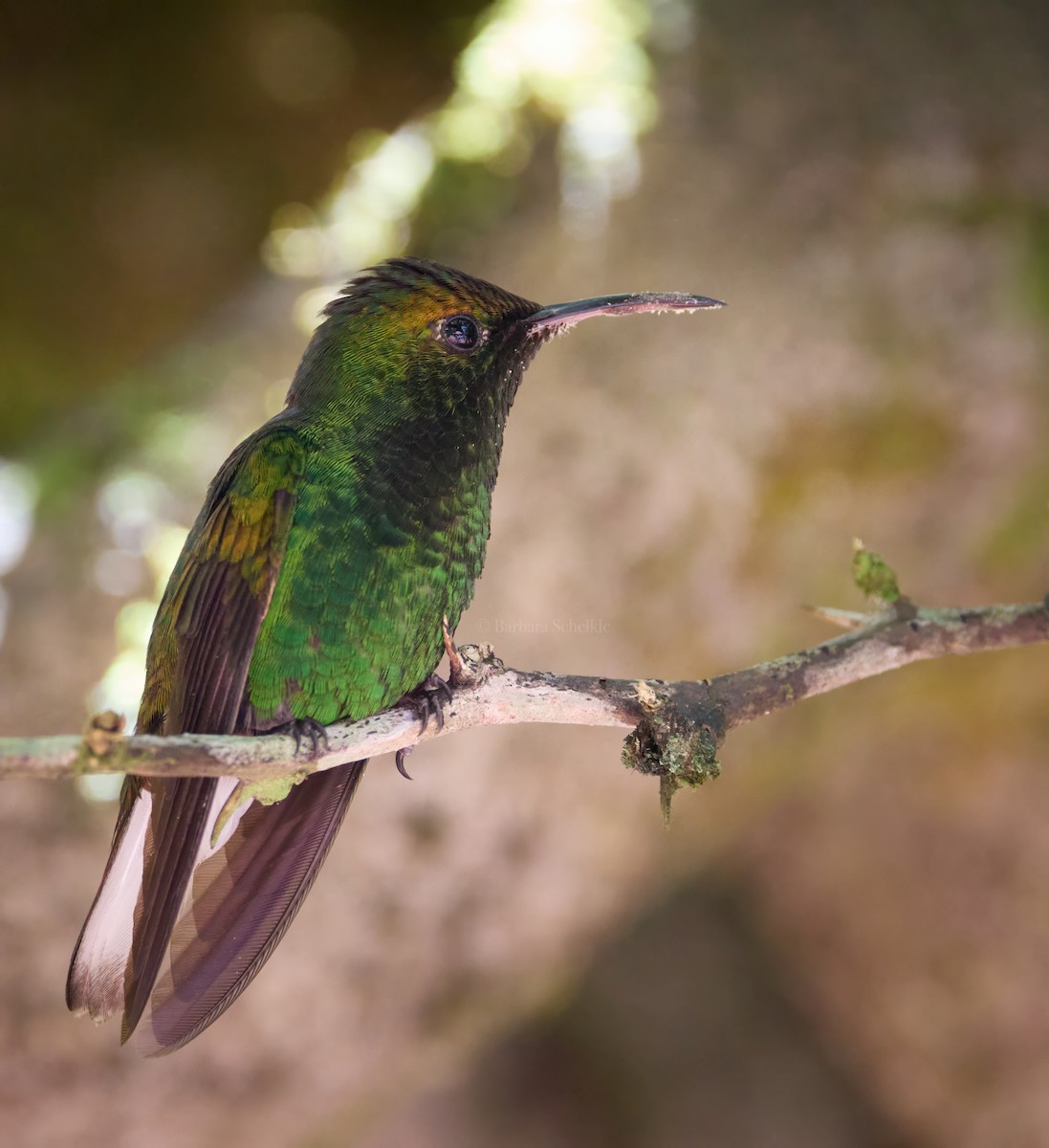 kolibřík měděnohlavý - ML617399166