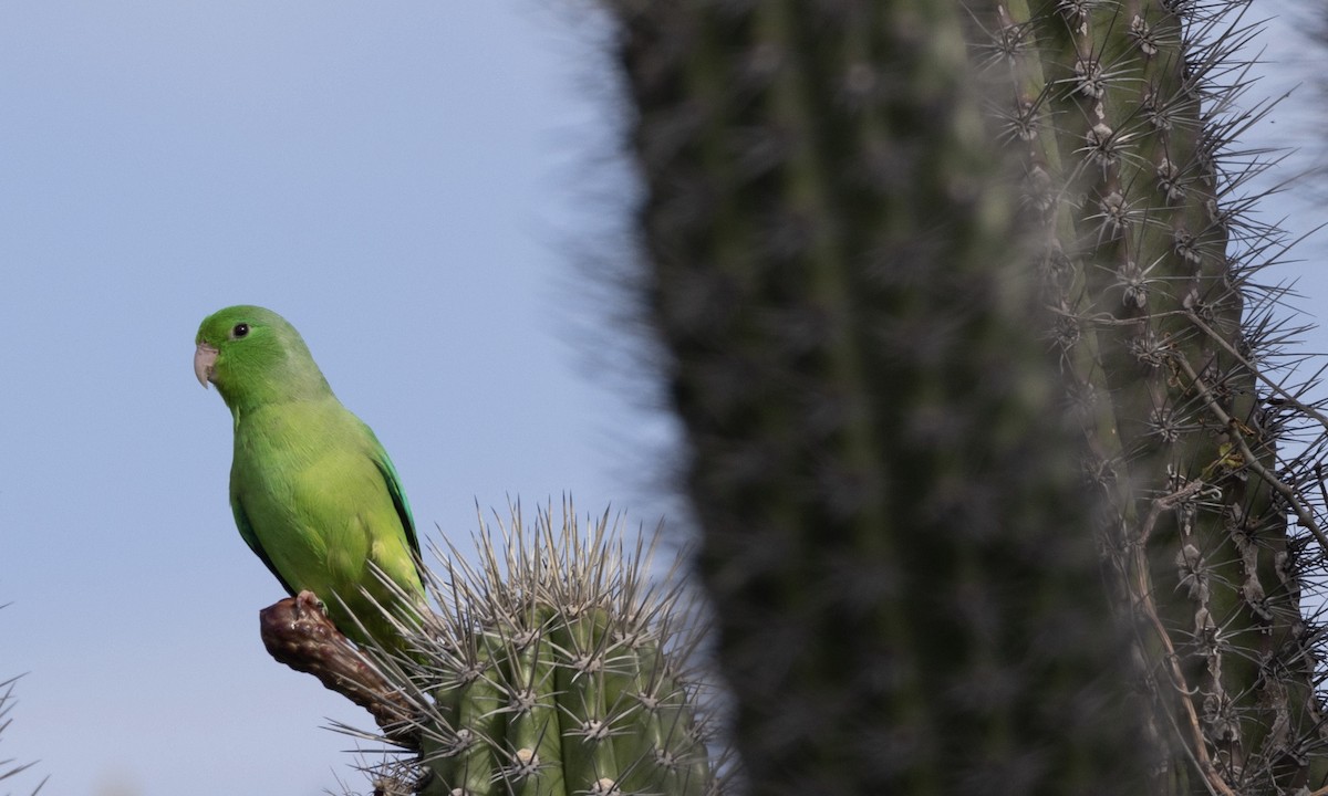 Green-rumped Parrotlet - Ben Loehnen