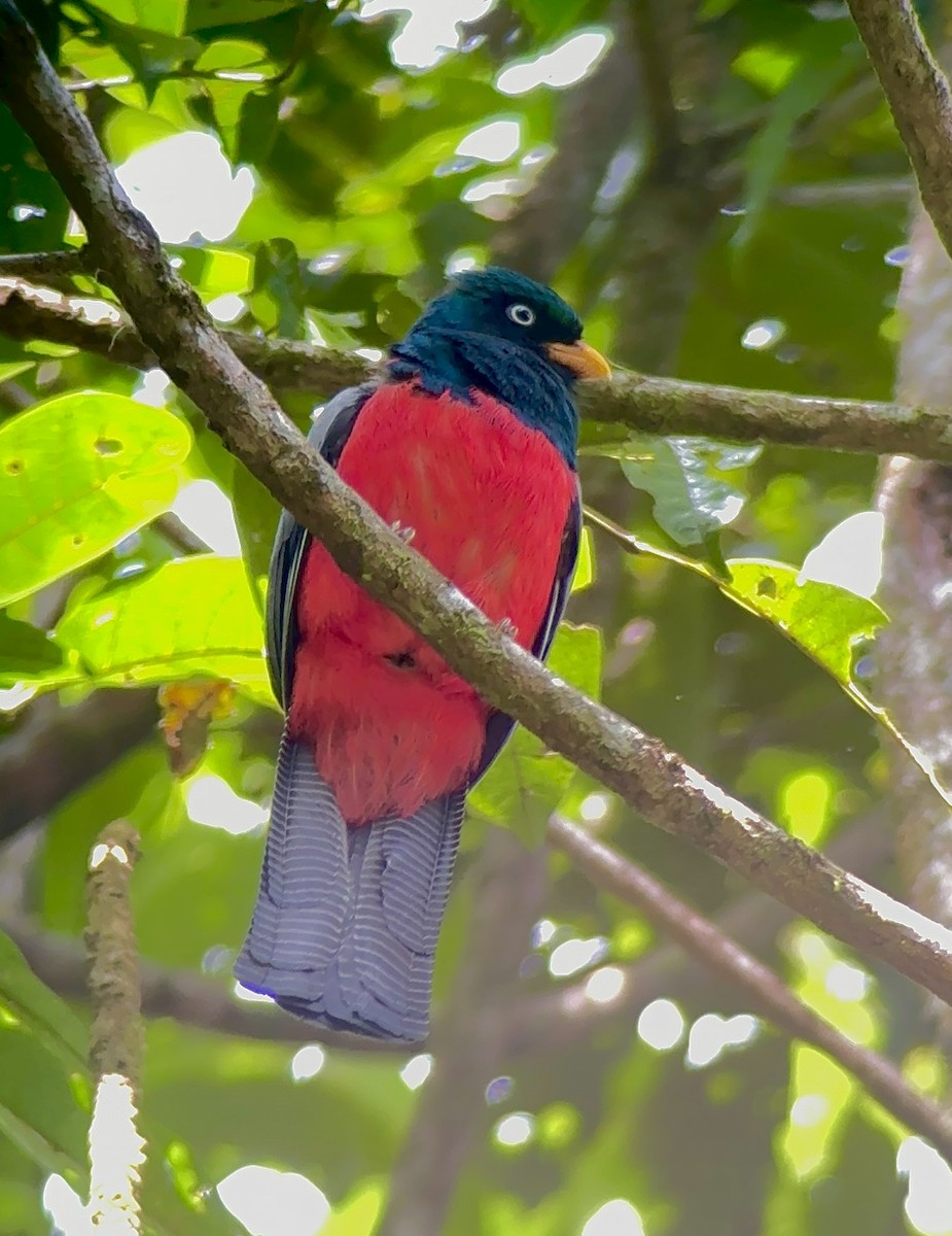 Lattice-tailed Trogon - Dmitri Maslov