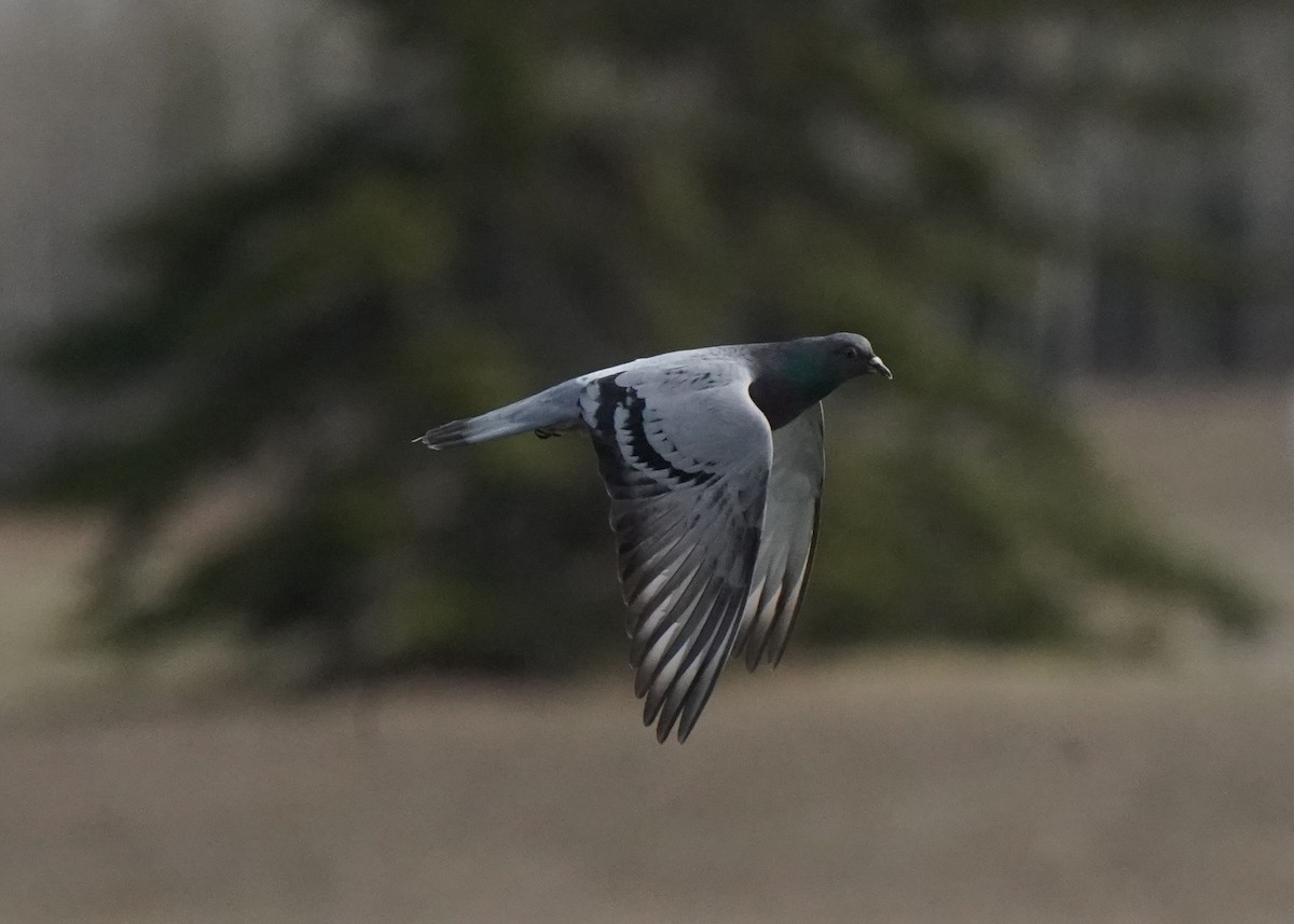 Rock Pigeon (Feral Pigeon) - ML617399192