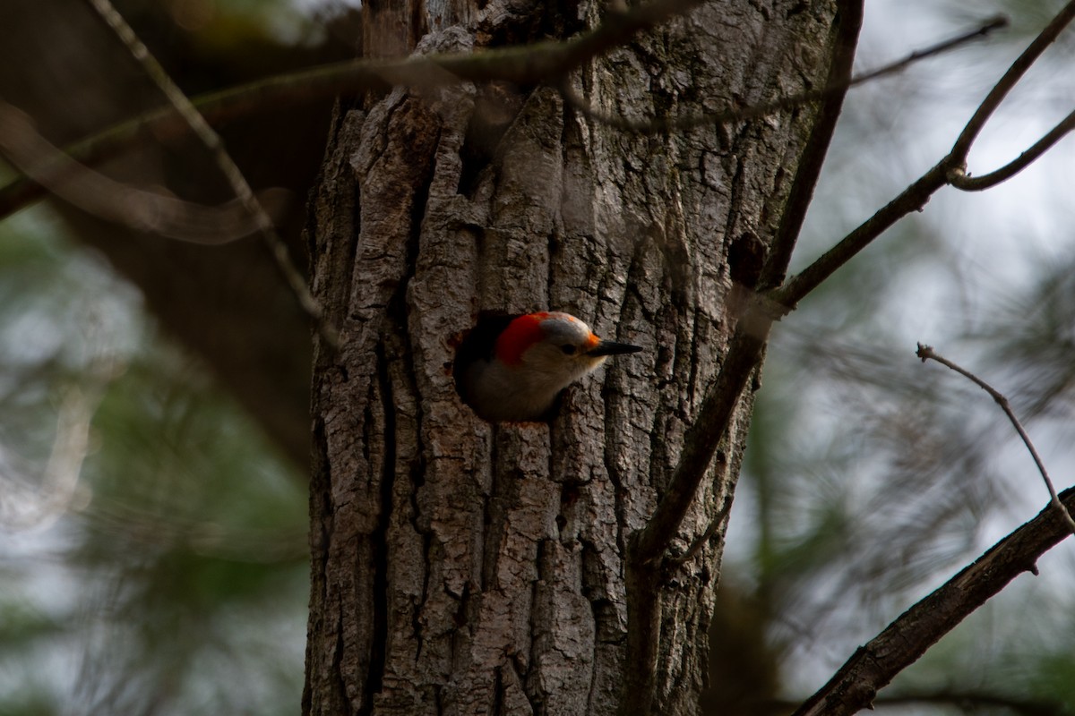 Red-bellied Woodpecker - ML617399218