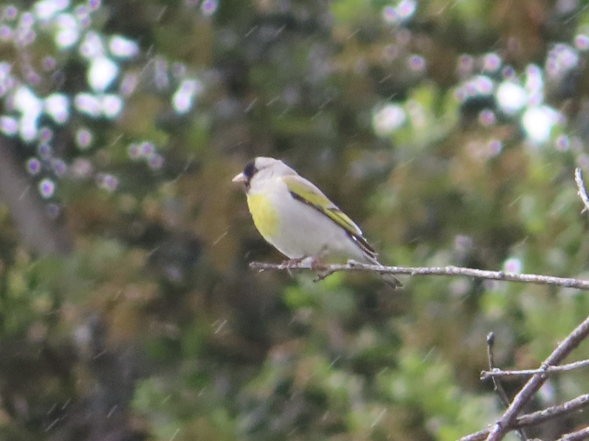 Lawrence's Goldfinch - ML617399244
