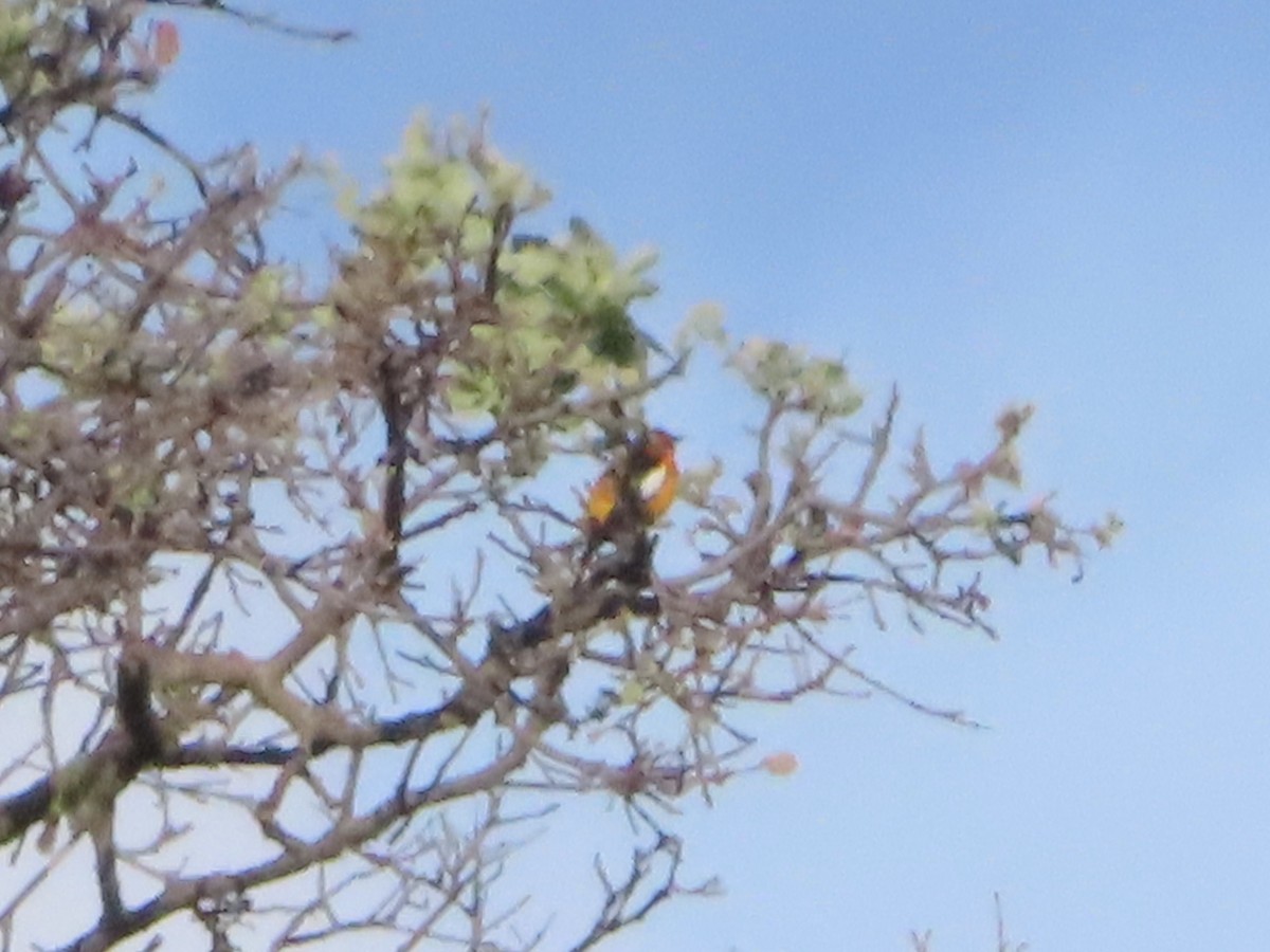 Bullock's Oriole - Kyan Russell