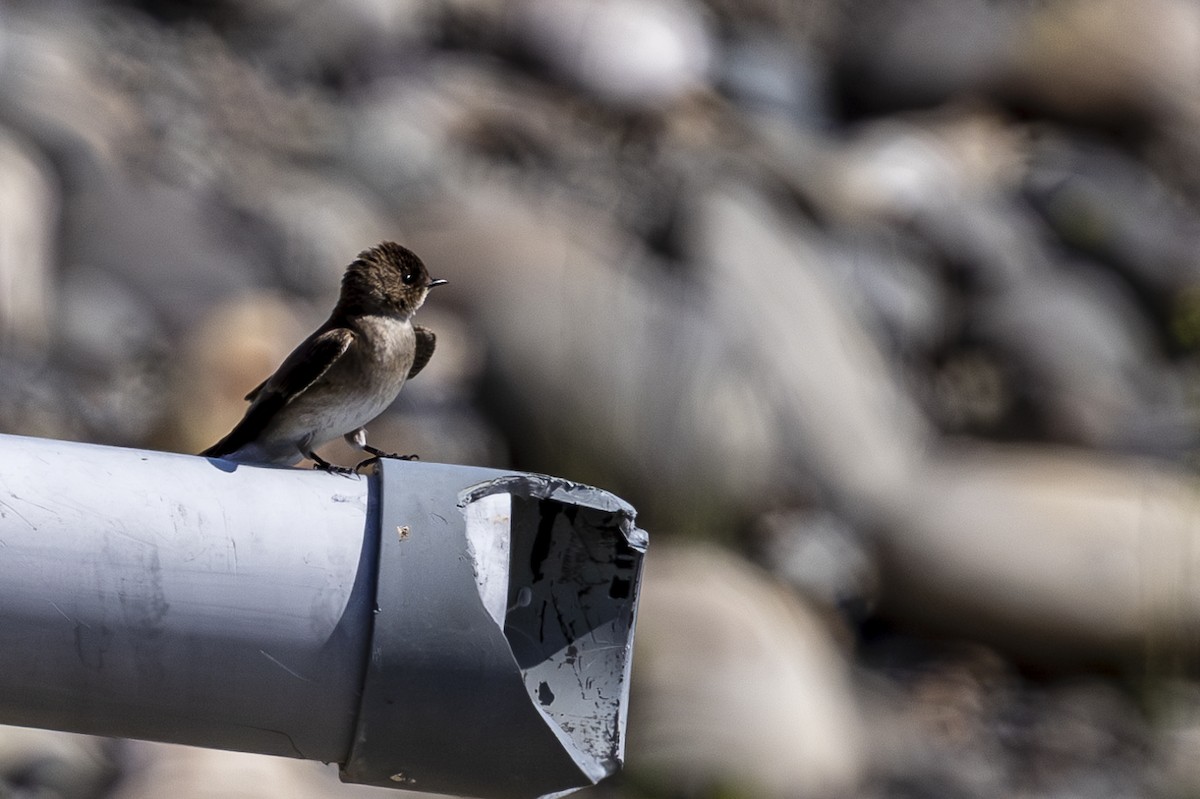 Northern Rough-winged Swallow - ML617399255