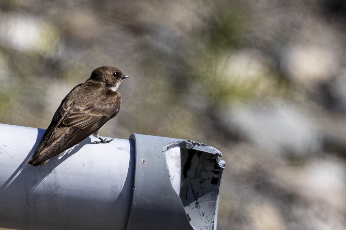 Northern Rough-winged Swallow - ML617399256