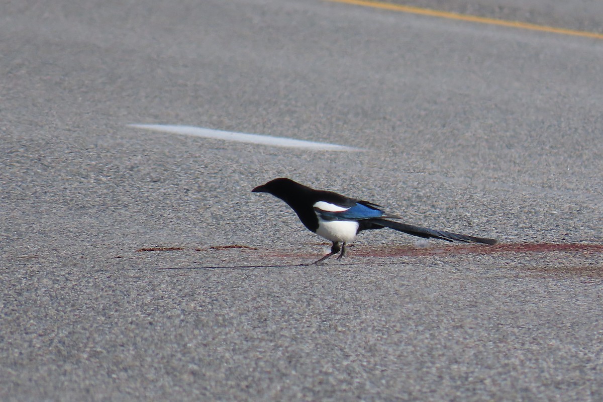 Black-billed Magpie - ML617399303