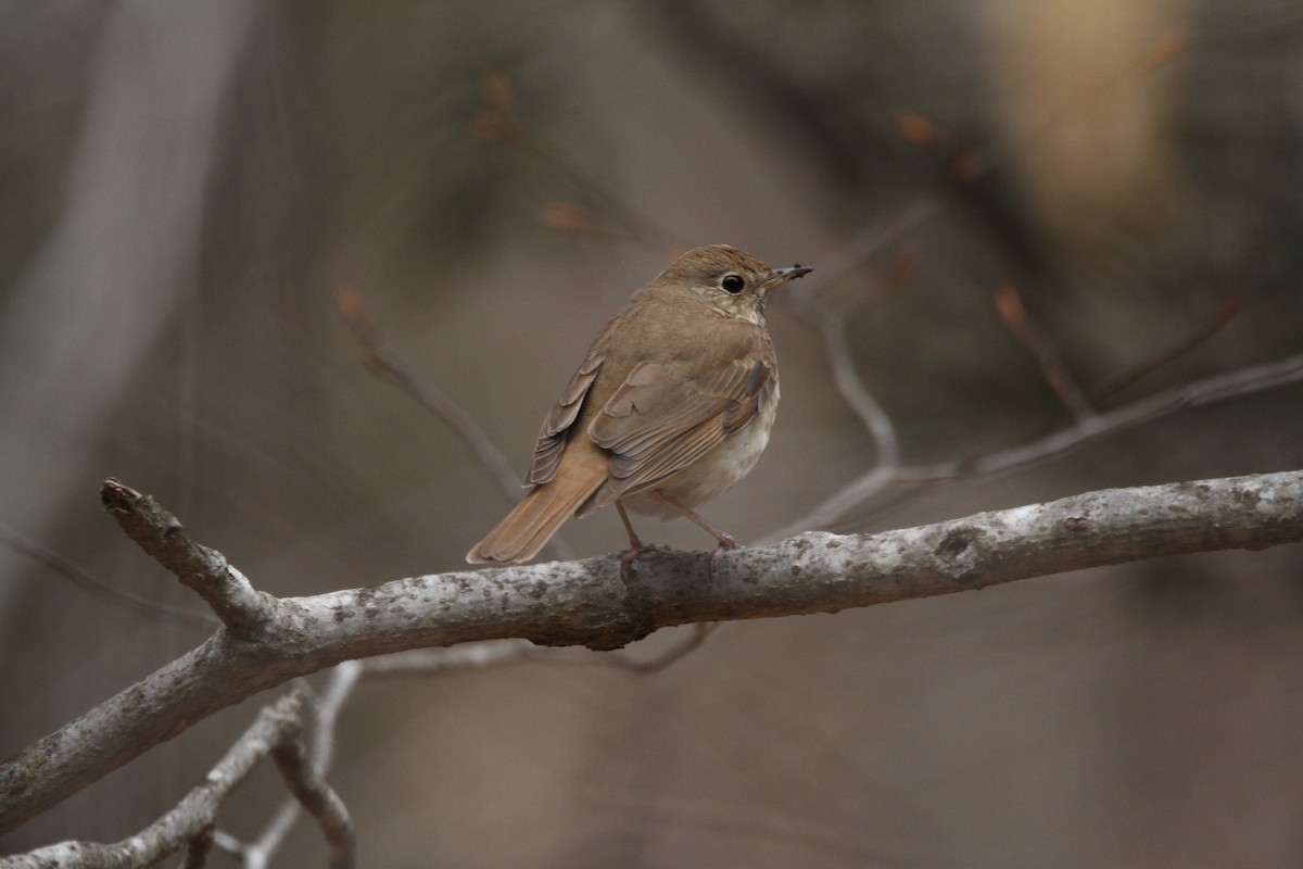 Hermit Thrush - Steve Decker