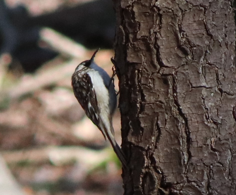 Brown Creeper - ML617399331