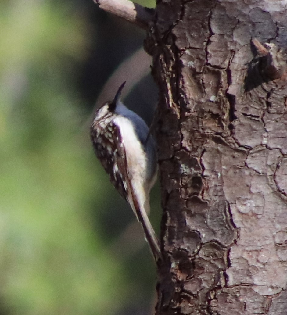 Brown Creeper - ML617399333