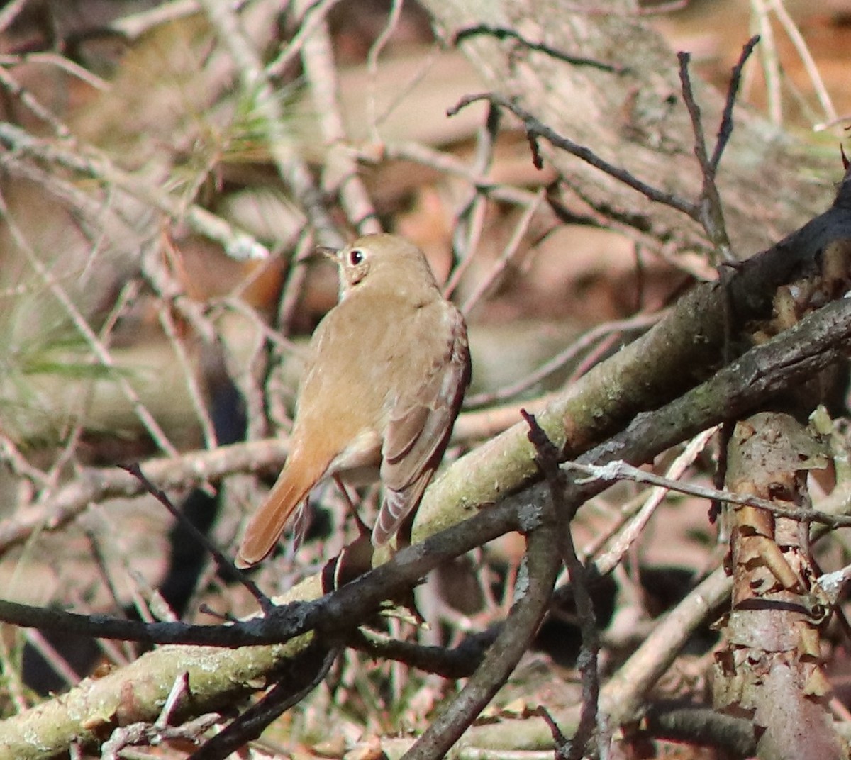 Hermit Thrush - ML617399352