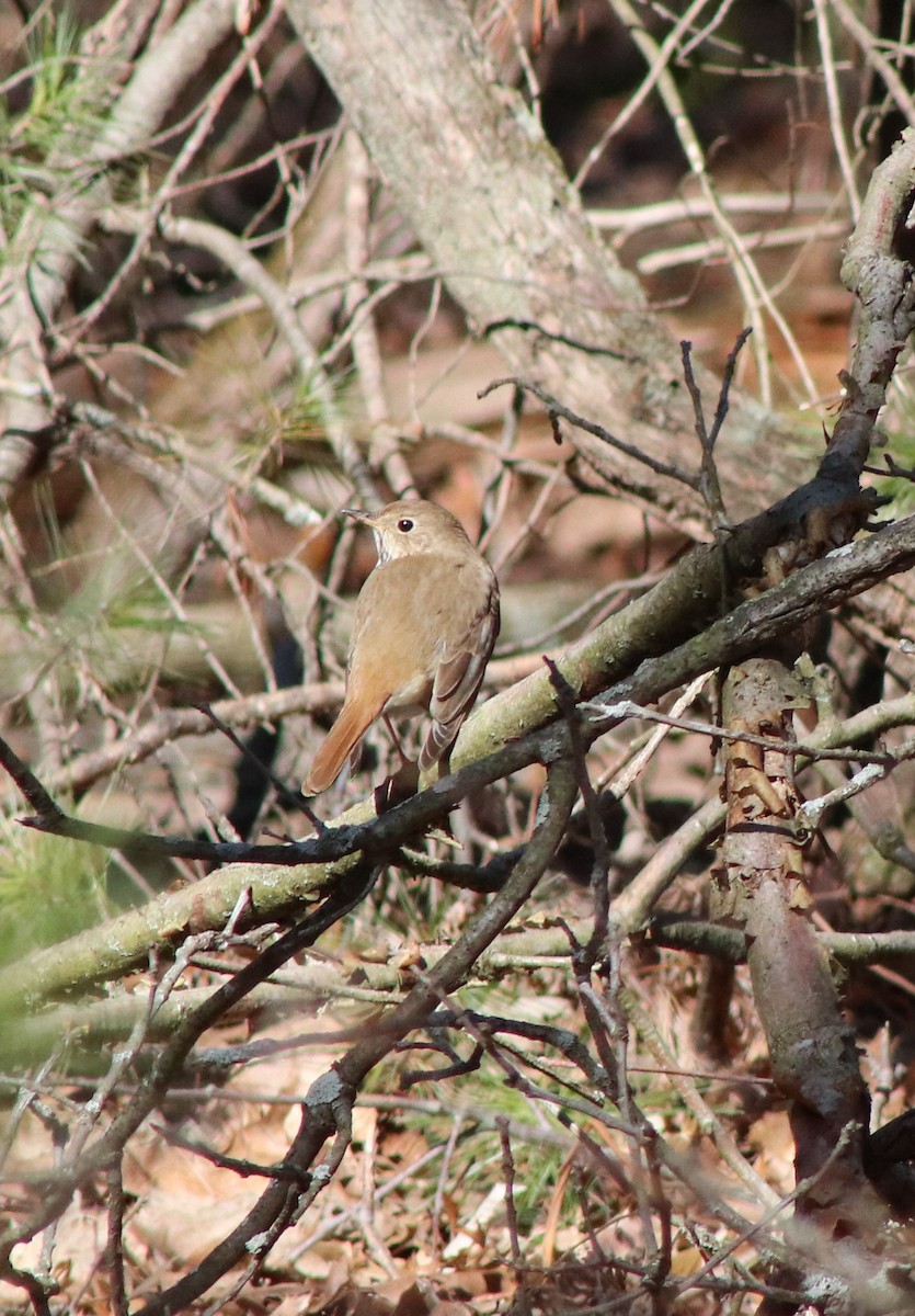 Hermit Thrush - ML617399353