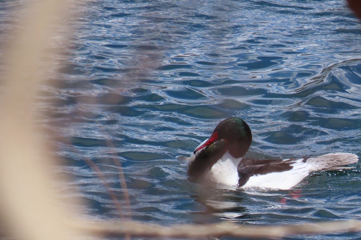 Common Merganser - ML617399361