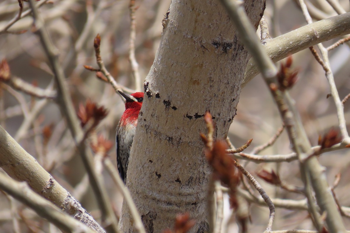 Red-breasted Sapsucker - ML617399374