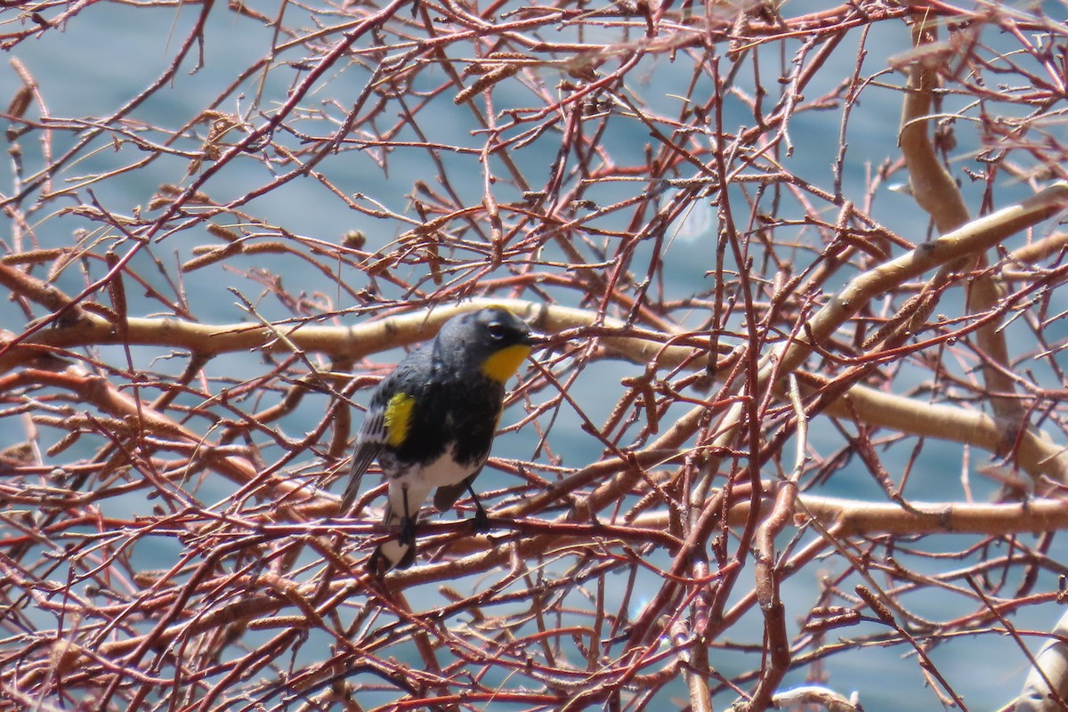 Yellow-rumped Warbler - ML617399379