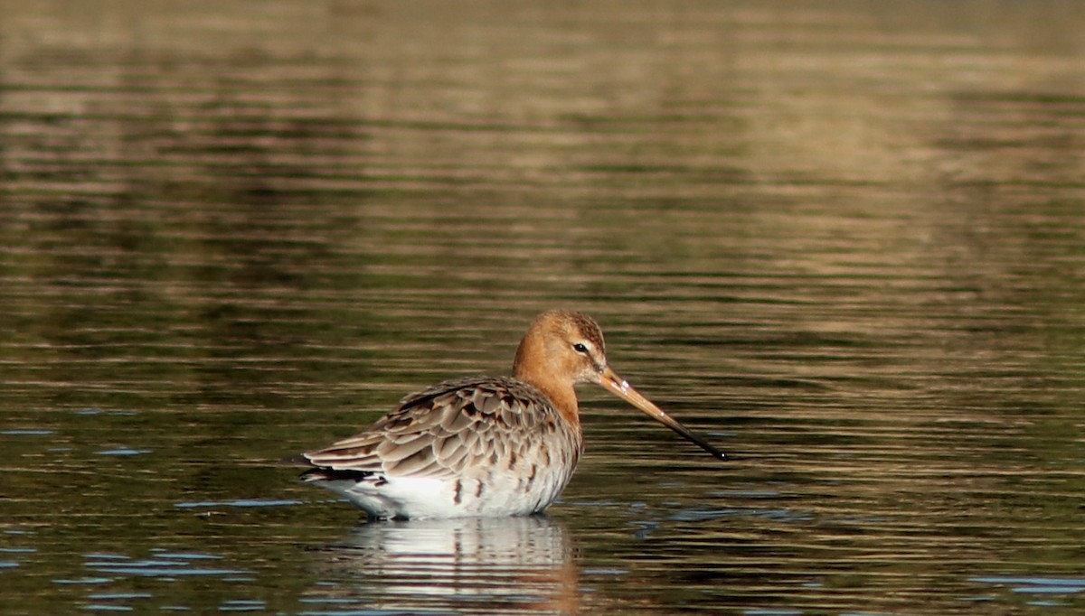 Black-tailed Godwit - ML617399400