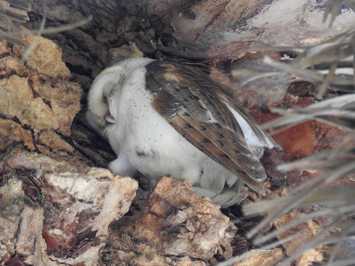 Barn Owl - ML617399420